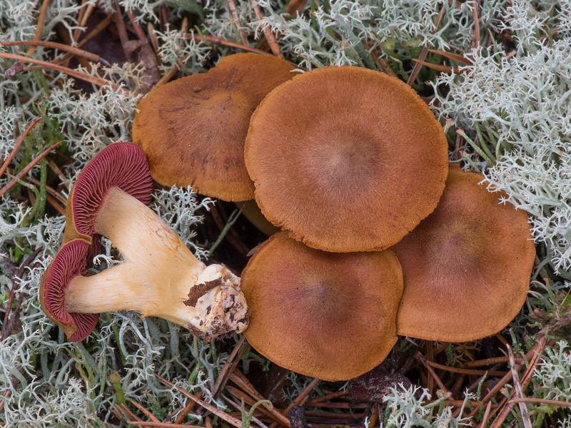 Cortinarius semisanguineus